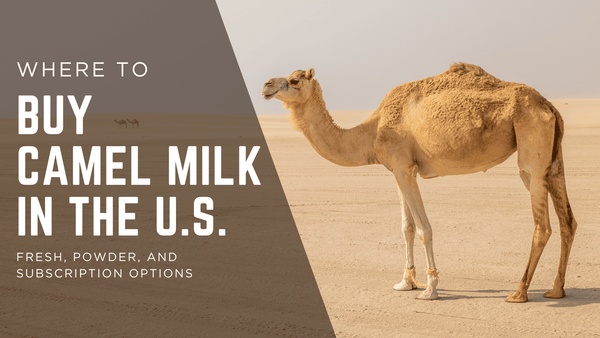 Camel standing desert with words Where to Buy Camel Milk in the US at the forefront of the image.