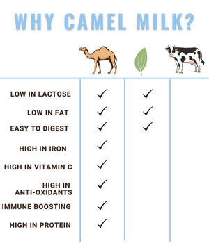 This chart shows the differences between camel milk vs cow milk. Camel milk is healthier than cow milk.
