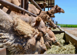 A herd of camels eating organic grain mixture on a camel dairy farm. 
