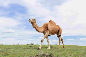 grass fed happy camel from our camel dairy farm