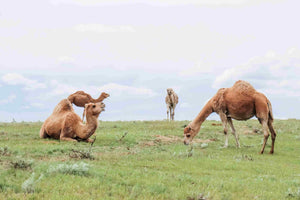 Grass-fed camels from our camel dairy farm
