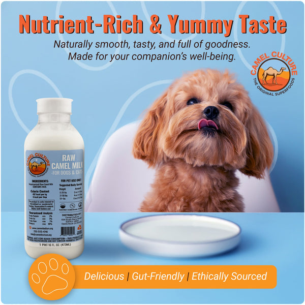 Camel Culture raw camel milk for dogs with a dog and bowl on a blue background