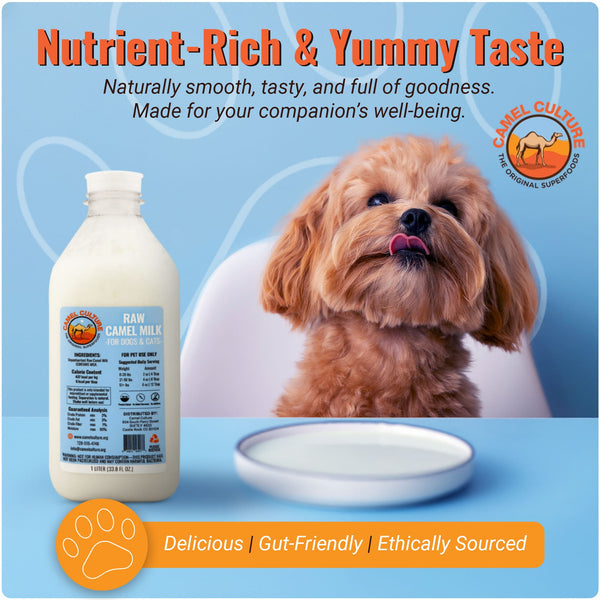 Camel milk product with a dog and text about its qualities on a blue background