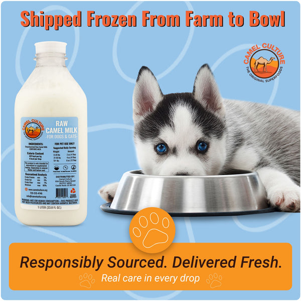 Raw camel milk bottle for dogs and cats with a puppy drinking from a bowl on a blue background.