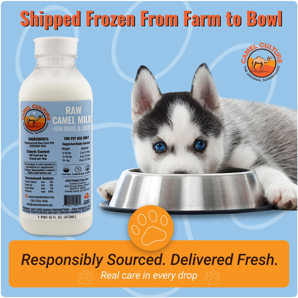 Camel milk powder packages with a camel in the background and promotional text about 'Timeless Tradition Modern Wellness'.