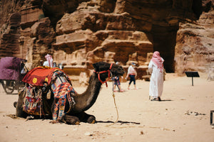 A picture of a traditionally dressed camel laying down in the desert. 