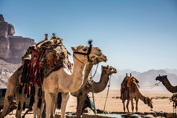 camels that are loaded and ready to help people through the desert. 
