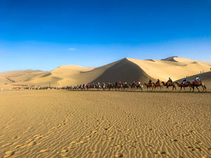 What countries use camel milk? This is an image of a massive camel caravan traveling through the hot desert.