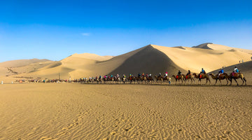 What countries use camel milk? This is an image of a massive camel caravan traveling through the hot desert.