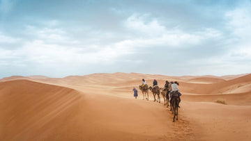 walking with camels in the desert 