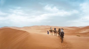 walking with camels in the desert 