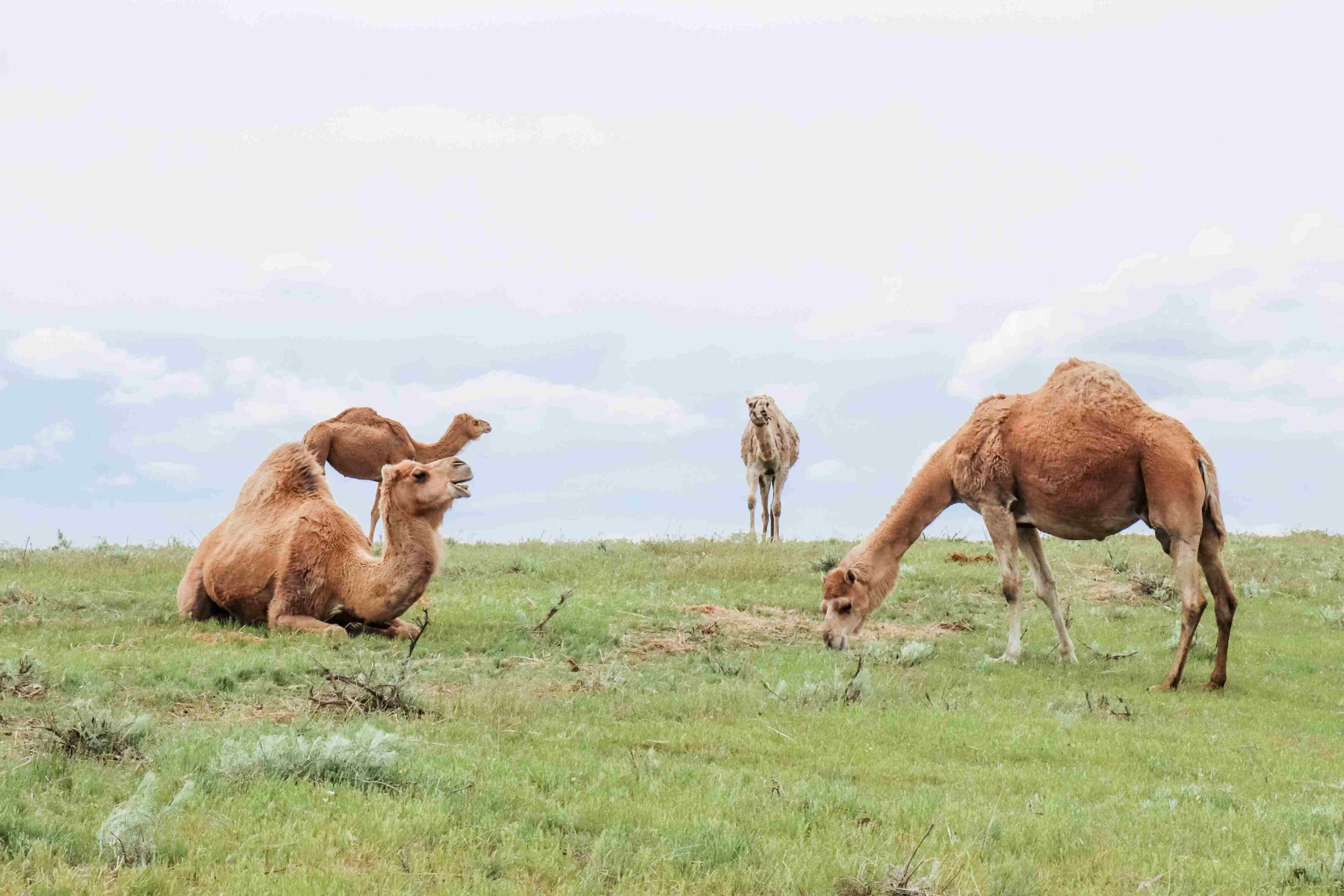 Camel Dairy Farm & Practices | Camel Culture