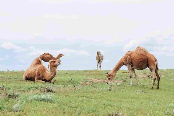 Happy grass-fed camels grazing in a field