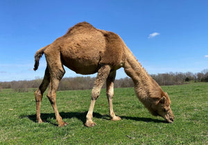 camel dairy farm in the USA