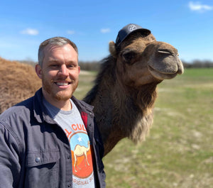 happy camel on a camel dairy farm