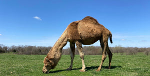 Camel grazing in a grassy field with a clear blue sky