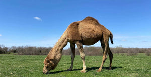 Camel grazing in a grassy field with a clear blue sky