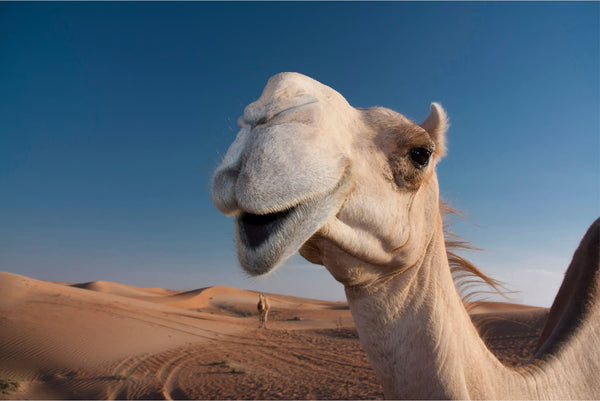 Camel in a desert landscape with clear blue sky