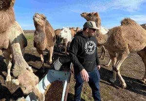 Ryan Fee, founder of Camel Culture, interacting with camels on his camel dairy farm.