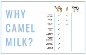 the benefits of camel milk in an infographic